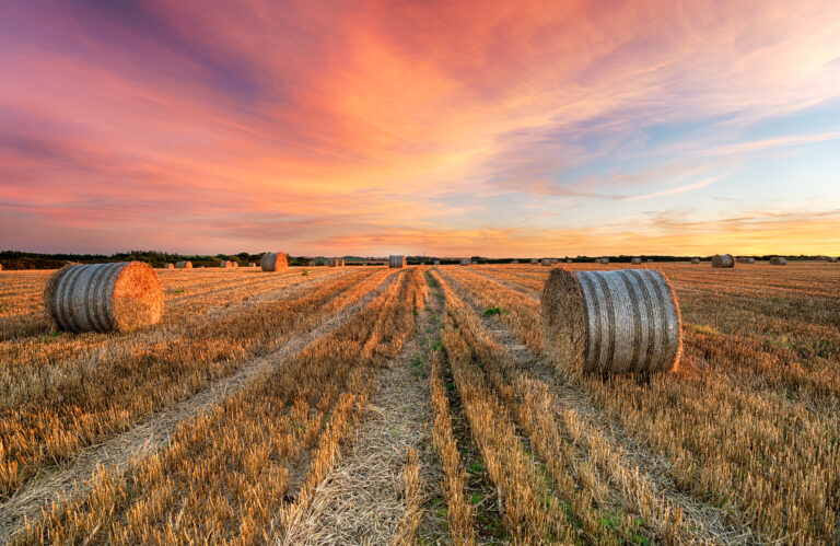 Agricultural disputes legal expertise by Burges Salmon, providing solutions for land ownership and tenancy issues.