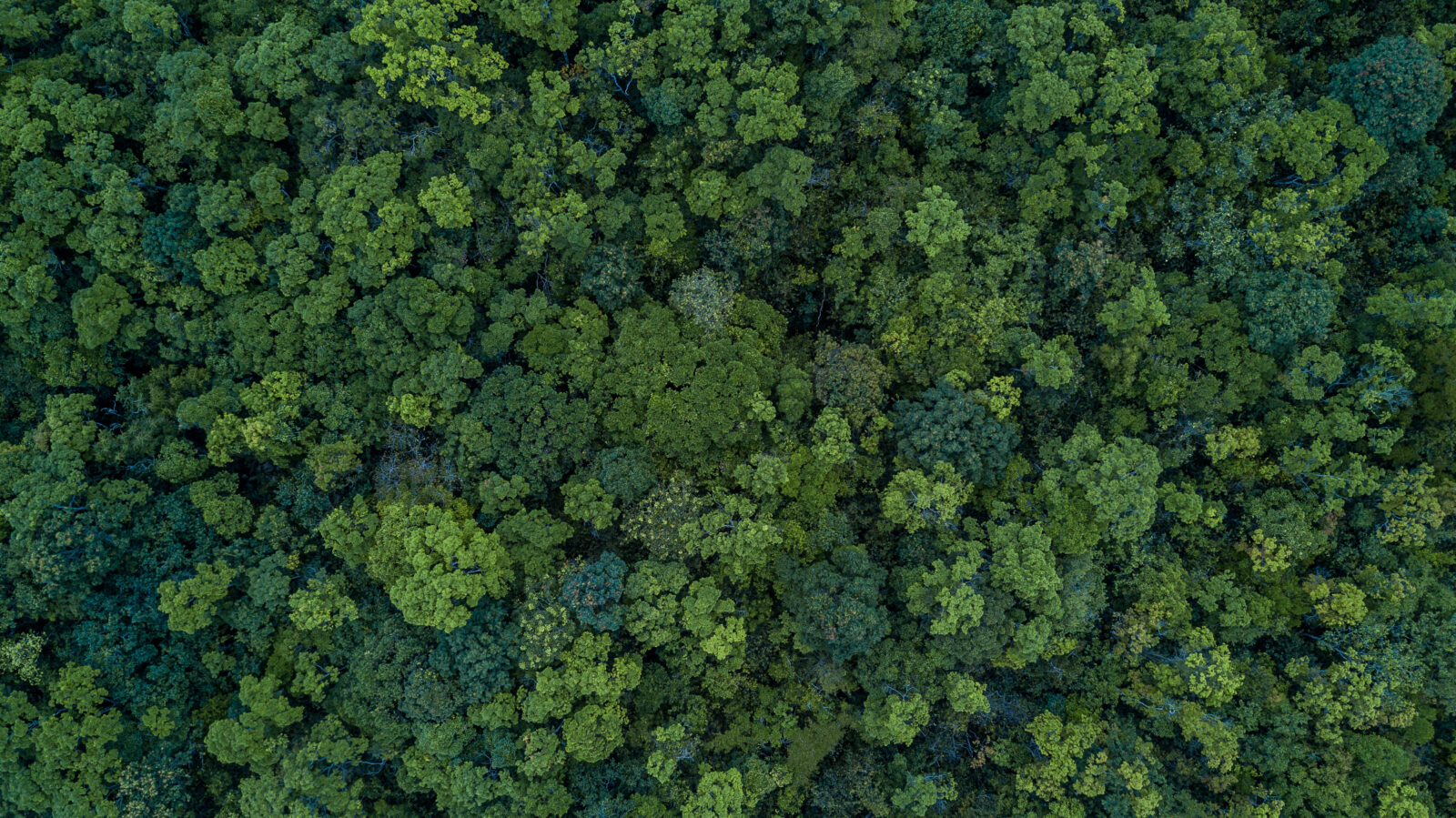 Ariel view of treetops